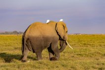 Elephant with white birds - Amboseli National Park - Kenya 003 Elephant with white birds - Amboseli National Park - Kenya 003