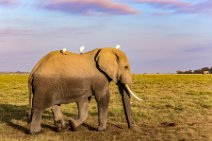 Elephant with white birds - Amboseli National Park - Kenya 005 Elephant with white birds - Amboseli National Park - Kenya 005