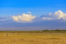 Zebra in front of Mount Kilimanjaro - Amboseli National Park - Kenya 1 Zebra in front of Mount Kilimanjaro - Amboseli National Park - Kenya 1
