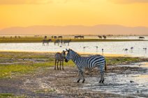 Zebras around Lake Amboseli during sunset - Amboseli National Park - Kenya 003 Zebras around Lake Amboseli during sunset - Amboseli National Park - Kenya 003