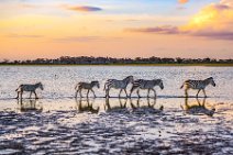 Zebras around Lake Amboseli during sunset - Amboseli National Park - Kenya 004 Zebras around Lake Amboseli during sunset - Amboseli National Park - Kenya 004