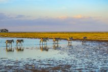 Zebras around Lake Amboseli during sunset - Amboseli National Park - Kenya 006 Zebras around Lake Amboseli during sunset - Amboseli National Park - Kenya 006