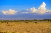 Zebras in front of Mount Kilimanjaro - Amboseli National Park - Kenya 1 Zebras in front of Mount Kilimanjaro - Amboseli National Park - Kenya 1