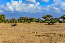Wilderbeast - Amboseli National Park - Kenya 002 Wilderbeast - Amboseli National Park - Kenya 002