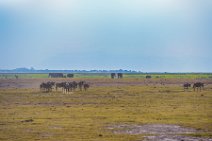 Wilderbeasts - Amboseli National Park - Kenya 003 Wilderbeasts - Amboseli National Park - Kenya 003