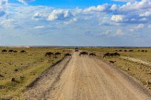 Wilderbeasts crossing the road - Amboseli National Park - Kenya 001 Wilderbeasts crossing the road - Amboseli National Park - Kenya 001