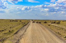 Wilderbeasts crossing the road - Amboseli National Park - Kenya 002 Wilderbeasts crossing the road - Amboseli National Park - Kenya 002