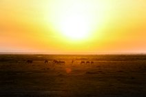Wilderbeasts during sunset - Amboseli National Park - Kenya 001 Wilderbeasts during sunset - Amboseli National Park - Kenya 001