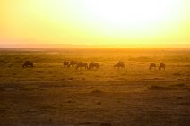 Wilderbeasts during sunset - Amboseli National Park - Kenya 002 Wilderbeasts during sunset - Amboseli National Park - Kenya 002