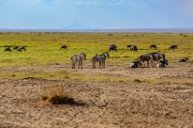 Zebras and Wilderbeasts - Amboseli National Park - Kenya Zebras and Wilderbeasts - Amboseli National Park - Kenya