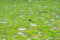 Buffalo in swamp - Amboseli National Park - Kenya Buffaloi in swamp - Amboseli National Park - Kenya
