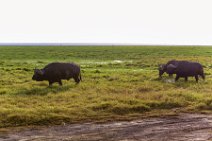 Buffalos - Amboseli National Park - Kenya 004 Buffalos - Amboseli National Park - Kenya 004