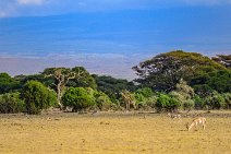 Gazelle - Amboseli National Park - Kenya 002 Gazelle - Amboseli National Park - Kenya 002