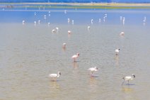 Flamingos at Lake Amboseli - Ambolseli National Park - Kenya 002 Flamingos at Lake Amboseli - Ambolseli National Park - Kenya 002