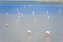 Flamingos at Lake Amboseli - Ambolseli National Park - Kenya 005 Flamingos at Lake Amboseli - Ambolseli National Park - Kenya 005