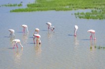 Flamingos at Lake Amboseli - Ambolseli National Park - Kenya 006 Flamingos at Lake Amboseli - Ambolseli National Park - Kenya 006