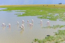Flamingos at Lake Amboseli - Ambolseli National Park - Kenya 007 Flamingos at Lake Amboseli - Ambolseli National Park - Kenya 007