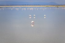 Flamingos at Lake Amboseli - Ambolseli National Park - Kenya 008 Flamingos at Lake Amboseli - Ambolseli National Park - Kenya 008