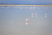 Flamingos at Lake Amboseli - Ambolseli National Park - Kenya 009 Flamingos at Lake Amboseli - Ambolseli National Park - Kenya 009