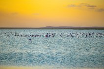 Flamingos in Lake Amboseli during sunset - Amboseli National Park - Kenya 002 Flamingos in Lake Amboseli during sunset - Amboseli National Park - Kenya 002