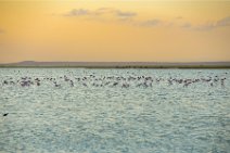 Flamingos in Lake Amboseli during sunset - Amboseli National Park - Kenya 005 Flamingos in Lake Amboseli during sunset - Amboseli National Park - Kenya 005