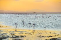 Flamingos in Lake Amboseli during sunset - Amboseli National Park - Kenya 006 Flamingos in Lake Amboseli during sunset - Amboseli National Park - Kenya 006