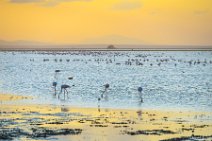 Flamingos in Lake Amboseli during sunset - Amboseli National Park - Kenya 007 Flamingos in Lake Amboseli during sunset - Amboseli National Park - Kenya 007