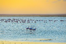 Flamingos in Lake Amboseli during sunset - Amboseli National Park - Kenya 008 Flamingos in Lake Amboseli during sunset - Amboseli National Park - Kenya 008