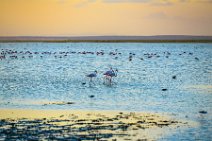 Flamingos in Lake Amboseli during sunset - Amboseli National Park - Kenya 009 Flamingos in Lake Amboseli during sunset - Amboseli National Park - Kenya 009