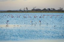 Flamingos in Lake Amboseli during sunset - Amboseli National Park - Kenya 010 Flamingos in Lake Amboseli during sunset - Amboseli National Park - Kenya 010