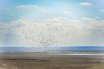 Flock of Pelicans - Amboseli National Park - Kenya 1 Flock of Pelicans - Amboseli National Park - Kenya 1
