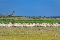 Pelicans - Amboseli National Park - Kenya 002 Pelicans - Amboseli National Park - Kenya 002