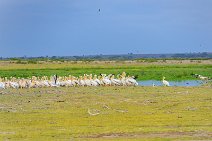 Pelicans - Amboseli National Park - Kenya 003 Pelicans - Amboseli National Park - Kenya 003