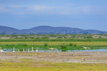 Pelicans - Amboseli National Park - Kenya 004 Pelicans - Amboseli National Park - Kenya 004