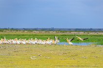 Pelicans - Amboseli National Park - Kenya 005 Pelicans - Amboseli National Park - Kenya 005
