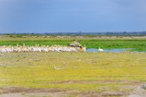 Pelicans - Amboseli National Park - Kenya 006 Pelicans - Amboseli National Park - Kenya 006
