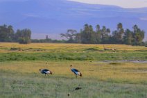 Crowned Crane - Amboseli National Park - Kenya 001 Crowned Crane - Amboseli National Park - Kenya 001