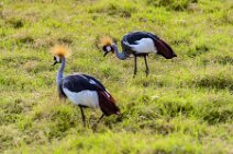 Crowned Crane - Amboseli National Park - Kenya 002 Crowned Crane - Amboseli National Park - Kenya 002