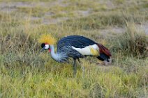 Crowned Crane - Amboseli National Park - Kenya 003 Crowned Crane - Amboseli National Park - Kenya 003