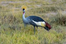 Crowned Crane - Amboseli National Park - Kenya 004 Crowned Crane - Amboseli National Park - Kenya 004