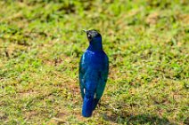Superb Starling - Amboseli National Park - Kenya 001 Superb Starling - Amboseli National Park - Kenya 001