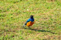 Superb Starling - Amboseli National Park - Kenya 002 Superb Starling - Amboseli National Park - Kenya 002