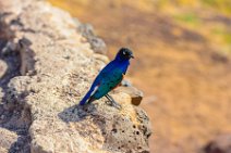 Superb Starling - Amboseli National Park - Kenya 003 Superb Starling - Amboseli National Park - Kenya 003