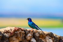 Superb Starling - Amboseli National Park - Kenya 004 Superb Starling - Amboseli National Park - Kenya 004