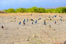 Superb starlings - Amboseli National Park - Kenya 002 Superb starlings - Amboseli National Park - Kenya 002