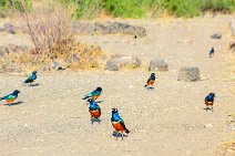 Superb starlings - Amboseli National Park - Kenya 004 Superb starlings - Amboseli National Park - Kenya 004