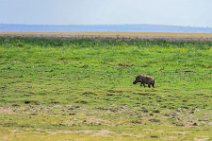Warthog - Amboseli National Park - Kenya 002 Warthog - Amboseli National Park - Kenya 002
