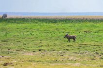 Warthog - Amboseli National Park - Kenya 003 Warthog - Amboseli National Park - Kenya 003