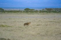 Hyena - Amboseli National Park - Kenya Hyena - Amboseli National Park - Kenya