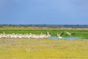 10 PELICANS